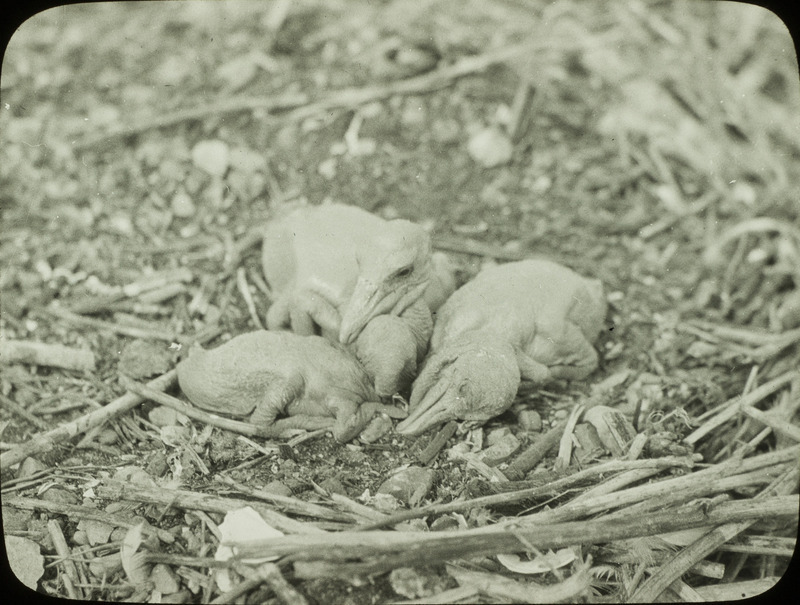 Three young White Pelicans in a nest located at Chase Lake, North Dakota, June 24, 1924. Slide originally titled "Pelican Nest-3 Chicks." Rosene provides details on photograph. These items are related to Rosene's journal: https://n2t.net/ark:/87292/w9jd4pp05.