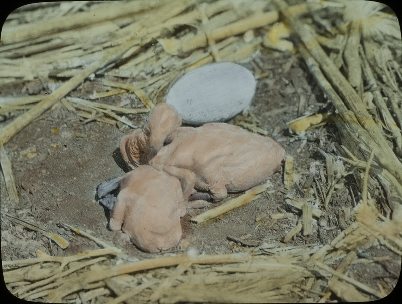 Two young White Pelicans and an egg in a nest located on the ground, June 24, 1924. Slide originally titled "Pelicans." The lantern slide is hand-colored. Rosene provides details on photograph. These items are related to Rosene's journal: https://n2t.net/ark:/87292/w9jd4pp05.