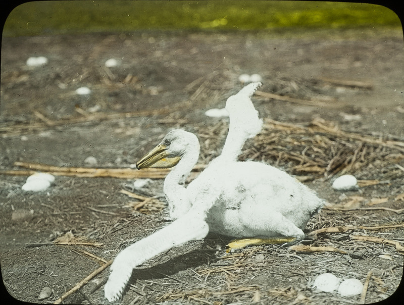 A young White Pelican sitting on the ground with wings spread, surrounded by several eggs. Slide originally titled "Pelican." The lantern slide is hand-colored.