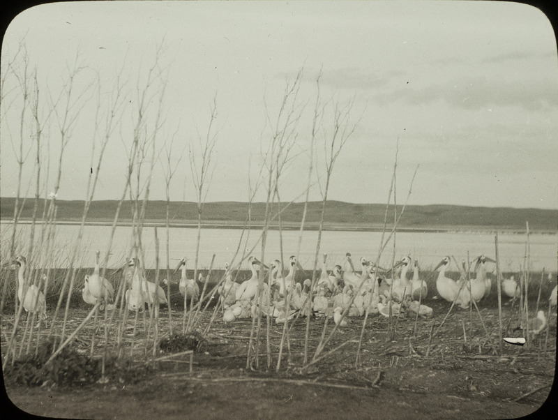 A flock of young and old Pelicans standing close to the shore of a lake, June 24, 1924. Slide originally titled "Pelicans on Lake." The lantern slide is hand-colored. Rosene provides details on photograph. These items are related to Rosene's journal: https://n2t.net/ark:/87292/w9jd4pp05.