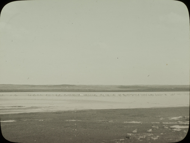 A flock of White Pelicans swimming in Chase Lake, North Dakota, June 24, 1924. Slide originally titled "Pelicans on Lake." Rosene provides details on photograph. These items are related to Rosene's journal: https://n2t.net/ark:/87292/w9jd4pp05.