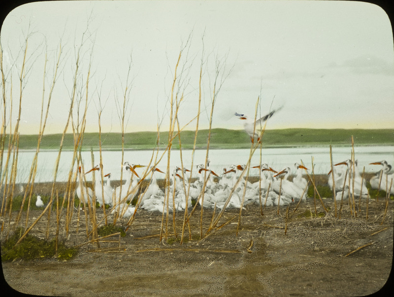 A flock of young Pelicans standing close to the shore of a lake, as one takes off in flight. Slide originally titled "Young Pelicans." The lantern slide is hand-colored. This item is related to Rosene's journal: https://n2t.net/ark:/87292/w9jd4pp05.