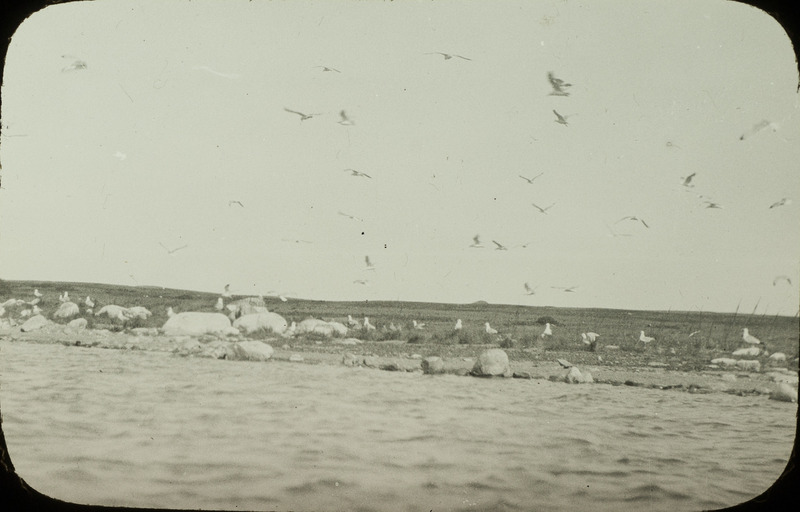 Ring-billed Gulls and young on Gull Island and in flight over Stump Lake, North Dakota, June 21, 1924. Slide originally titled "Gulls and Terns Flying." Rosene provides details on photograph. These items are related to Rosene's journal: https://n2t.net/ark:/87292/w9jd4pp05.