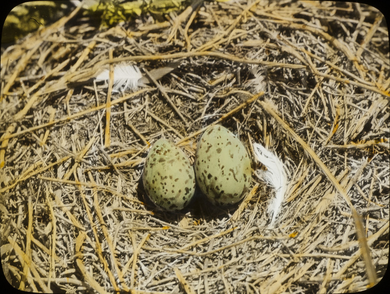 A Ring-billed Gull nest containing two eggs, located on Loon Island, Stump Lake, North Dakota, June 18, 1924. Slide originally titled "Ring Billed Gull Nest." The lantern slide is hand-colored. Rosene provides details on photograph. These items are related to Rosene's journal: https://n2t.net/ark:/87292/w9jd4pp05.