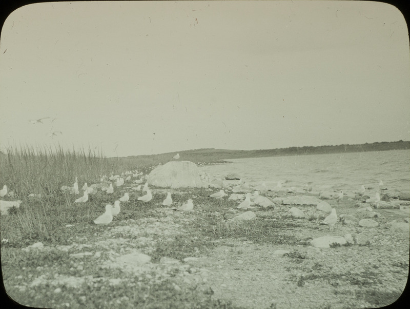 A colony of nesting Ring-billed Gulls, located on the shore of a lake. Slide originally titled "Nesting Colony Ring Bills.