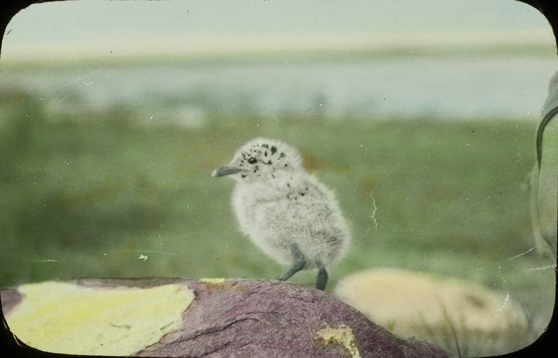 A young Ring-billed Gull perching on a rock close to the shore of Stump Lake, North Dakota, June 21, 1924. Slide originally titled "Ring Bill Chick." The lantern slide is hand-colored. Rosene provides details on photograph. These items are related to Rosene's journal: https://n2t.net/ark:/87292/w9jd4pp05.