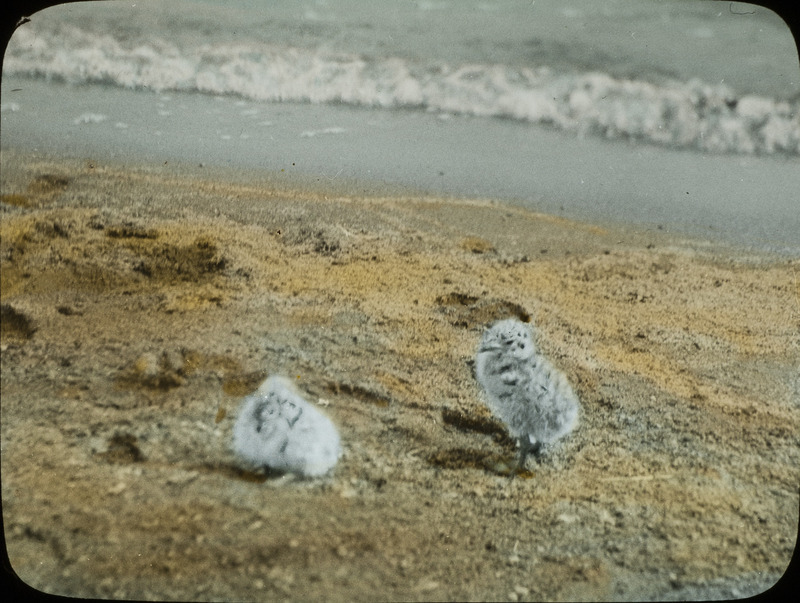 Two young Ring-billed Gulls standing in the sand on the shore of a lake, June 18, 1924. Slide originally titled "2 Ring Bill Chicks." The lantern slide is hand-colored. Rosene provides details on photograph. These items are related to Rosene's journal: https://n2t.net/ark:/87292/w9jd4pp05.