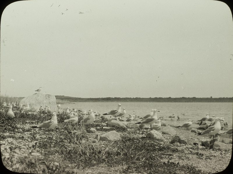 A colony of nesting Ring-billed Gulls, located on Loon Island at Lake Stump, North Dakota, June 21, 1924. Slide originally titled "Nesting Colony of Ring Bills." Rosene provides details on photograph. These items are related to Rosene's journal: https://n2t.net/ark:/87292/w9jd4pp05.