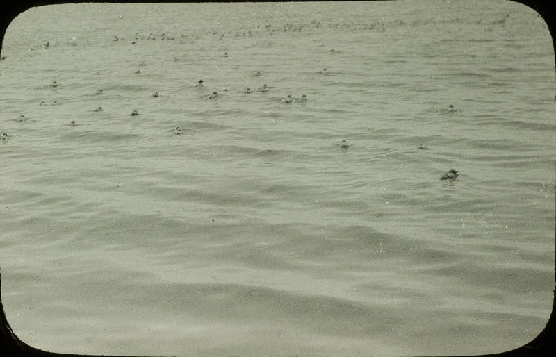 A flock of young Ring-billed Gulls swimming in Stump Lake, North Dakota, June 18, 1924. Slide originally titled "Waterfowl Swimming." Rosene provides details on photograph. These items are related to Rosene's journal: https://n2t.net/ark:/87292/w9jd4pp05.