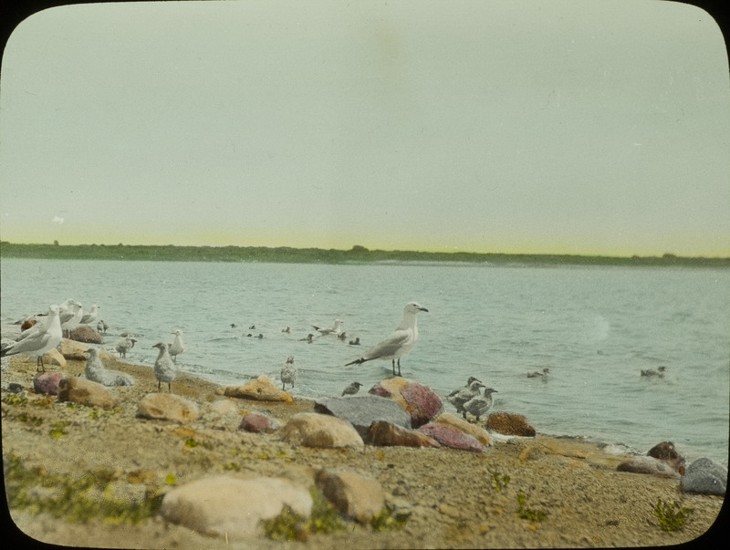 Ring-billed Gulls and young on the beach of Loon Island, located at Stump Lake, North Dakota, June 21, 1924. Slide originally titled "Ring Billed Gulls with Young." The lantern slide is hand-colored. Rosene provides details on photograph. These items are related to Rosene's journal: https://n2t.net/ark:/87292/w9jd4pp05.