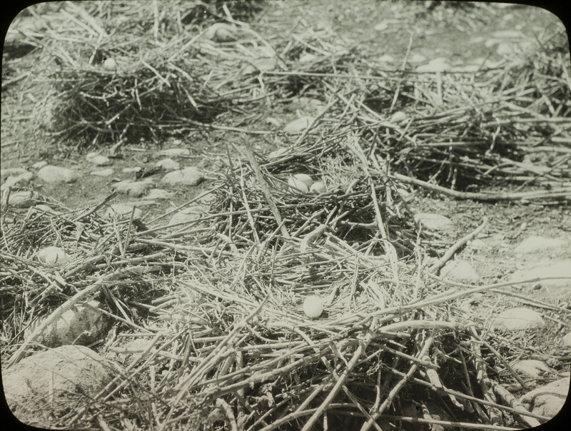 A Double-crested Cormorant nest colony located on Loon Island, Stump Lake, North Dakota, June 18, 1924. Slide originally titled "Double Crested Cormorant Nests." Rosene provides details on photograph. These items are related to Rosene's journal: https://n2t.net/ark:/87292/w9jd4pp05.