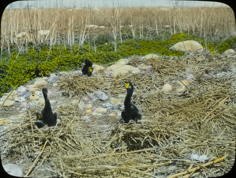 A Double-crested Cormorant colony with three young in nests, June 18, 1924. Slide originally titled "Double Crested Cormorant Young." The lantern slide is hand-colored. Rosene provides details on photograph. These items are related to Rosene's journal: https://n2t.net/ark:/87292/w9jd4pp05.