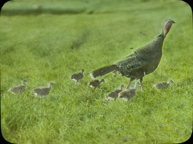 A Wild Turkey hen with seven chicks at Ledges State Park, September 14, 1932. Slide originally titled "Wild Turkey with Young." The lantern slide is hand-colored. Rosene provides details on photograph.