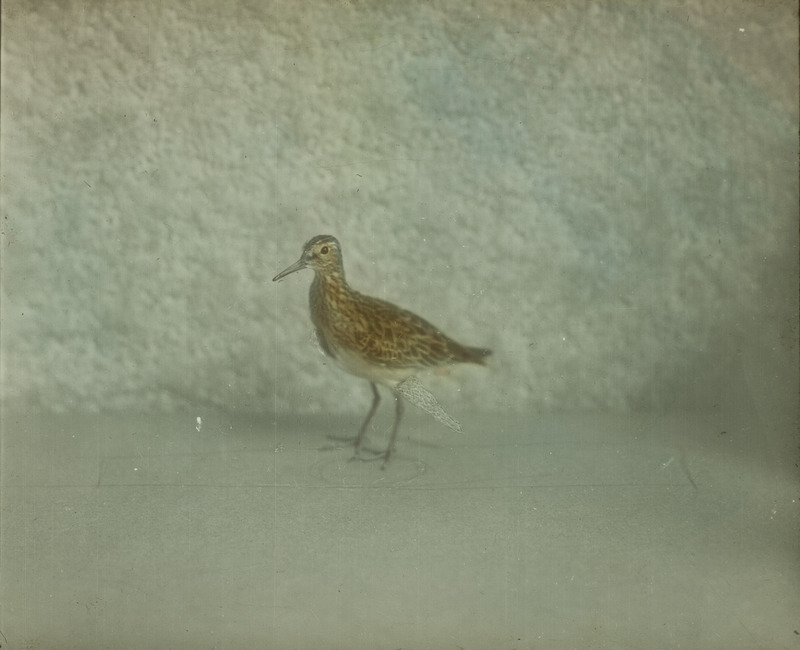 A Pectoral Sandpiper standing on both legs. Slide originally titled "Pectoral Sandpiper." The lantern slide is hand-colored.