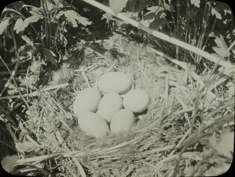 A Lesser Scaup nest containing six eggs, located at Loon Island, Stump Lake, North Dakota, June 21, 1924. Slide originally titled "Lesser Scaup Nest." The lantern slide is hand-colored. Rosene provides details on photograph. These items are related to Rosene's journal: https://n2t.net/ark:/87292/w9jd4pp05.