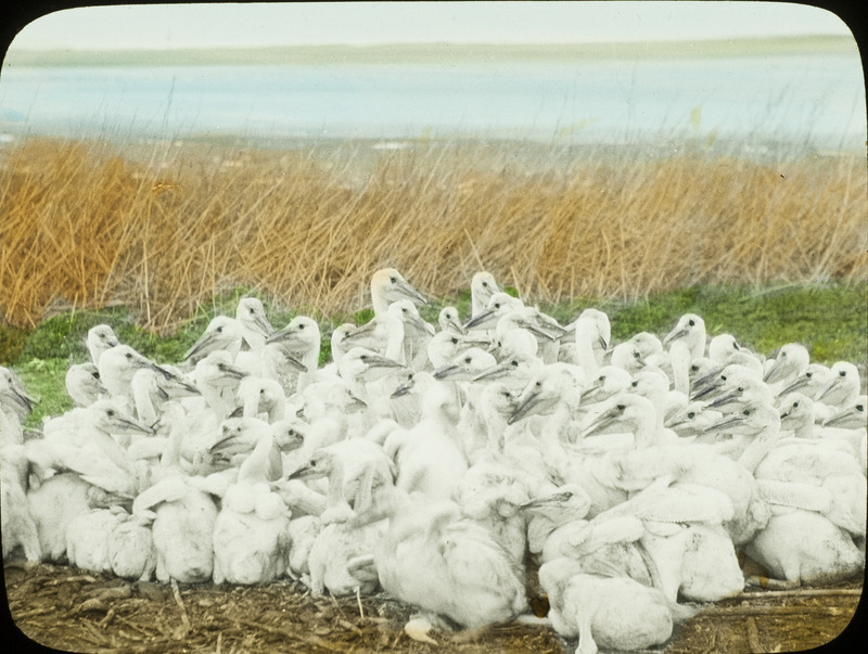 A flock of young White Pelicans huddling together close the shoreline of a lake. Slide originally titled "Young Pelicans." The lantern slide is hand-colored.