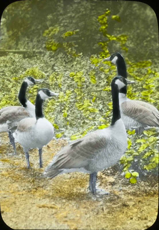 Four Canada Geese standing in a vegetated area. Slide originally titled '"Canada Geese." The lantern slide is hand-colored.