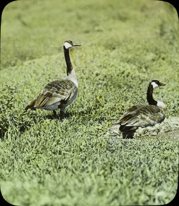 A pair of nesting Canada Geese on the Mansfield farm near Pilot Mound, May 27, 1936. The female is brooding six eggs. Slide originally titled "Canada Geese." The lantern slide is hand-colored. Rosene provides details on photograph.