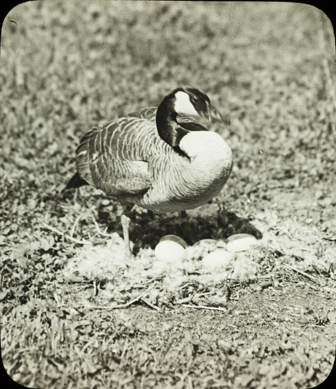 A Canada Goose standing over her nest that contains several eggs, located on the Mansfield farm near Pilot Mound, May 27, 1936. Slide originally titled "Canada Goose at Nest." The lantern slide is hand-colored. Rosene provides details on photograph.