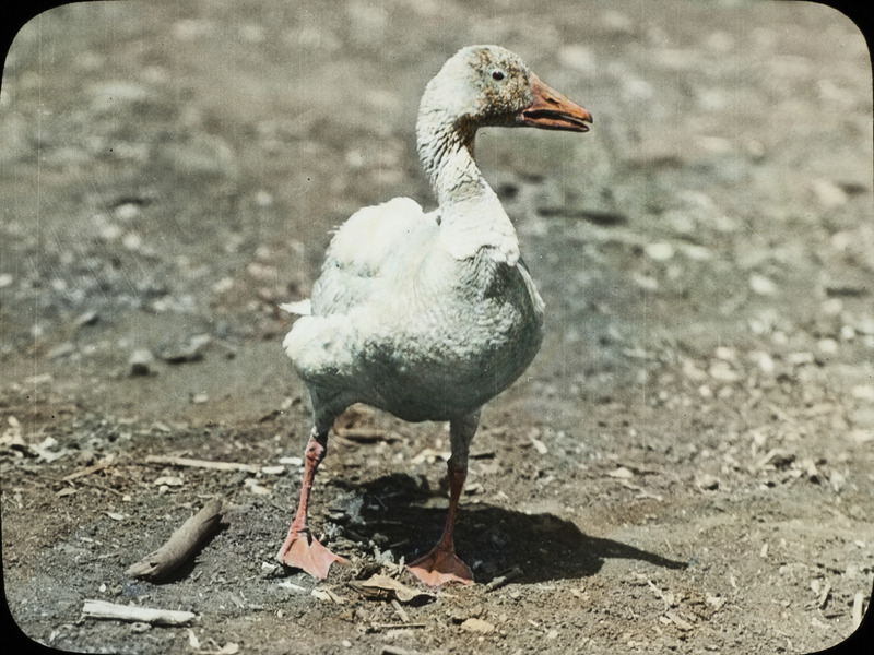 A Snow Goose standing on bare ground, located in Ogden, May 17, 1934. Slide originally titled "Snow Goose." The lantern slide is hand-colored.