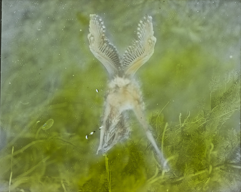 A young Night Heron hanging suspended upside down by the claws and beak, June 26, 1928. Slide originally titled "Young Night-Heron Suspended by Claws and Beak." The lantern slide is hand-colored. Rosene provides details on photograph.