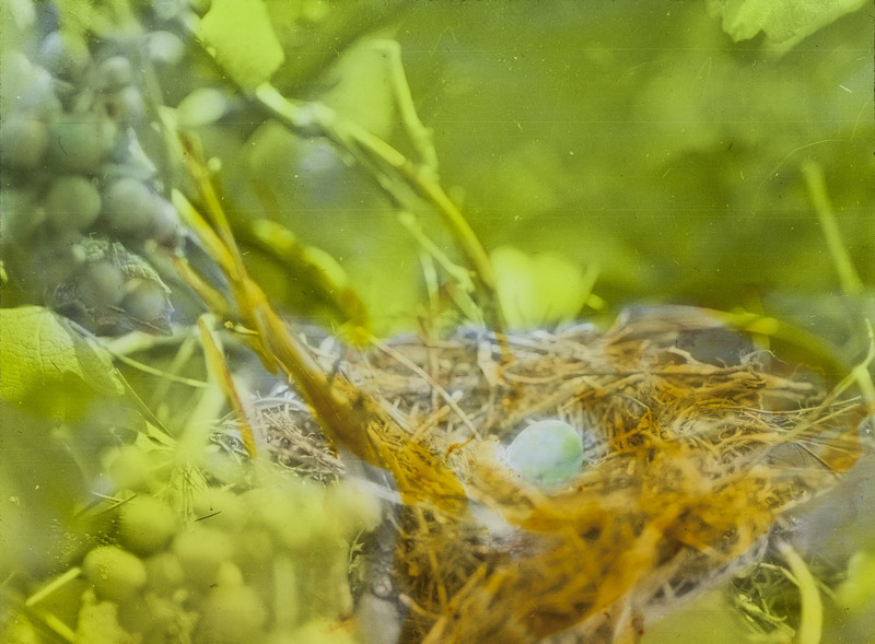 A Black-billed Cuckoo nest built in a grape vine, located in Des Moines, July 13, 1927. The nest contains one egg and one newly hatched chick. Slide originally titled "Black billed Cuckoo." The lantern slide is hand-colored. Rosene provides details on photograph.