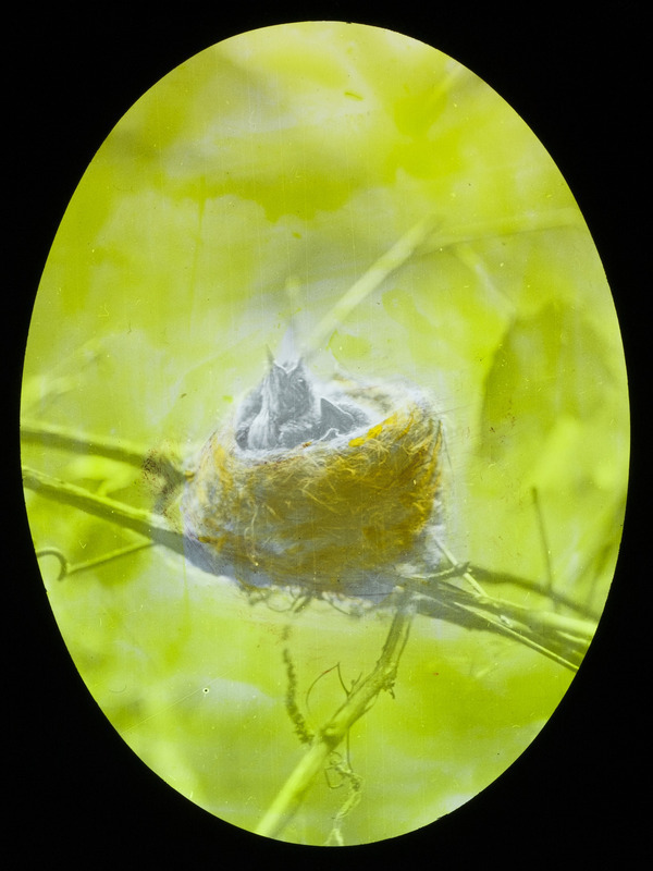 A Least Flycatcher nest with young, built in a wild grape vine along the bank of the river near the Centerville Bridge, July 12, 1927. Slide originally titled "Least Flycatcher Nest with Young." The lantern slide is hand-colored. Rosene provides details on photograph.