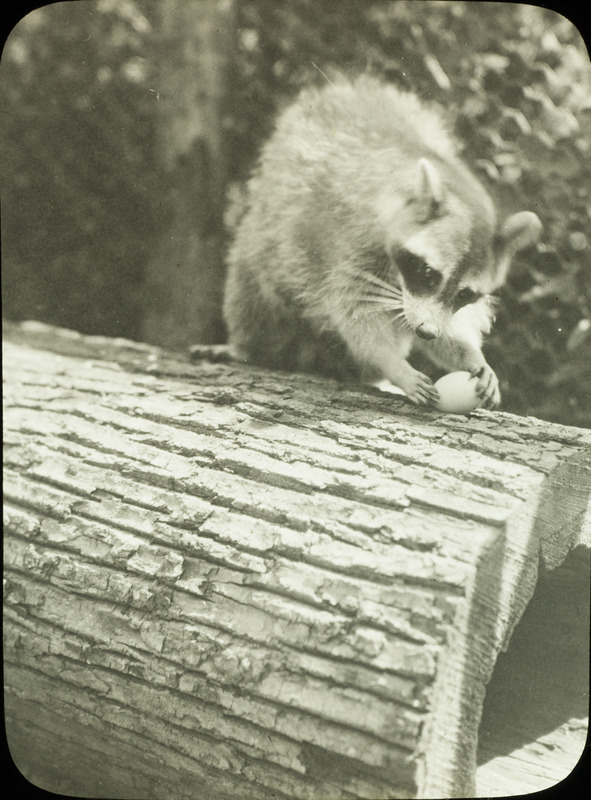 A raccoon sitting on top of a hollow tree trunk, about to eat an egg. Slide originally titled "Raccoon Eating Eggs."