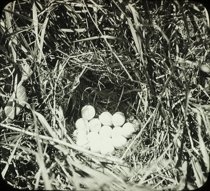 A Bobwhite Quail nest containing fourteen eggs built in a grassy area on the ground. Slide originally titled "Quail Nest Full of Eggs."