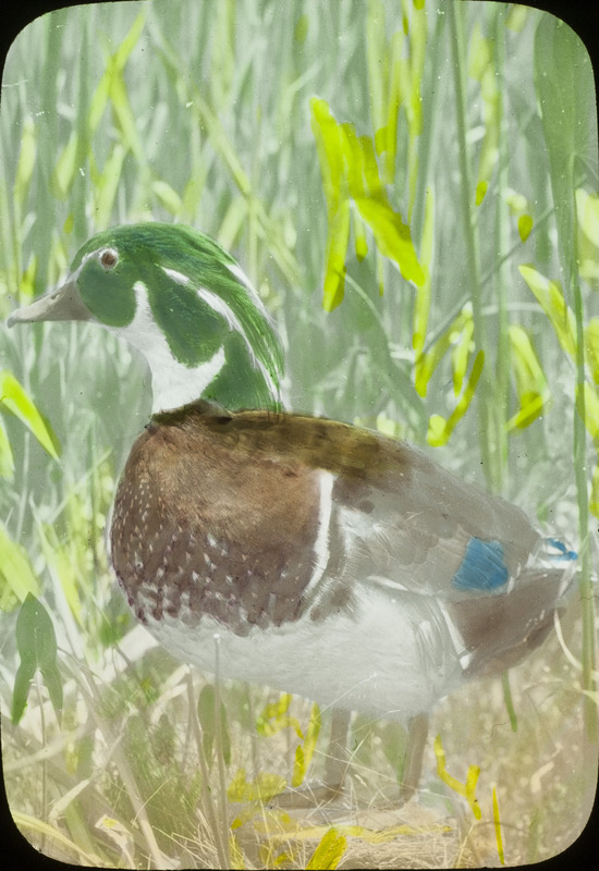 A mounted specimen of a Wood Duck placed outside. Slide originally titled "Wood Duck." The lantern slide is hand-colored. Rosene provides details on photograph.