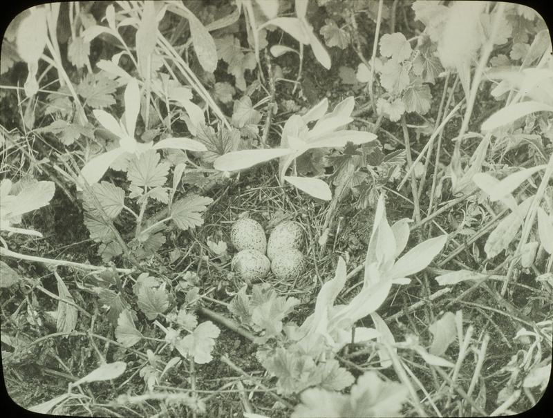 A Spotted Sandpiper nest containing four eggs, located on the ground amid vegetation. Slide originally titled "Spotted Sandpiper."