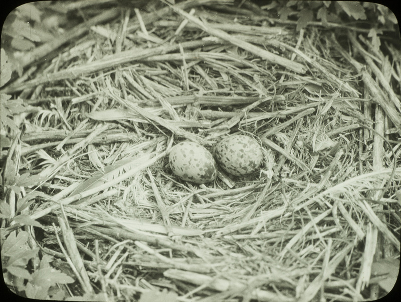 A Common Tern nest containing two eggs, located on Loon Island, Stump Lake, North Dakota, June 18, 1924. Slide originally titled "Common Tern." Rosene provides details on photograph. These items are related to Rosene's journal: https://n2t.net/ark:/87292/w9jd4pp05.