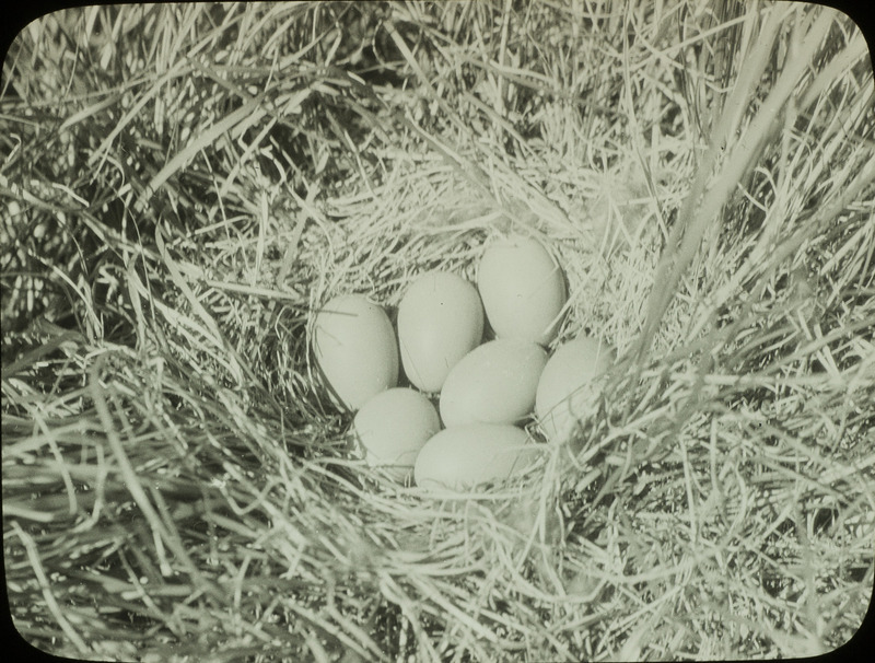 A Gadwall nest containing seven eggs, located on the ground amid green and dry grass on Loon Island, Stump Lake, North Dakota, June 21, 1924. Slide originally titled "Gadwall." Rosene provides details on photograph. These items are related to Rosene's journal: https://n2t.net/ark:/87292/w9jd4pp05.