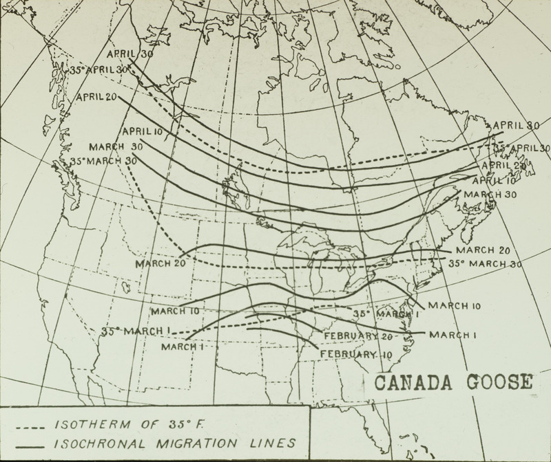 A Canada Goose migration route map depicting the isotherm of 35 degrees Fahrenheit and the isochronal migration lines. The isochronal migration lines connect the places where arrival or departure dates for the Canada Gooses are the same, showing the progress of migration across North America. Slide originally titled "Migration Route, Canada Goose."