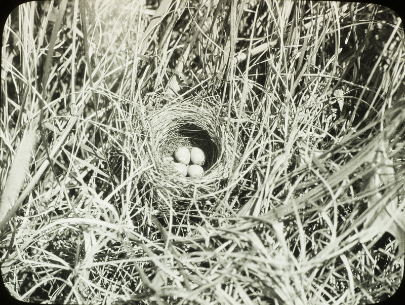 A Clay-colored Sparrow nest containing four eggs, located on the ground amid tall grass, June 20, 1924. Slide originally titled "Clay Colored Sparrow." Rosene provides details on photograph. These items are related to Rosene's journal: https://n2t.net/ark:/87292/w9jd4pp05.