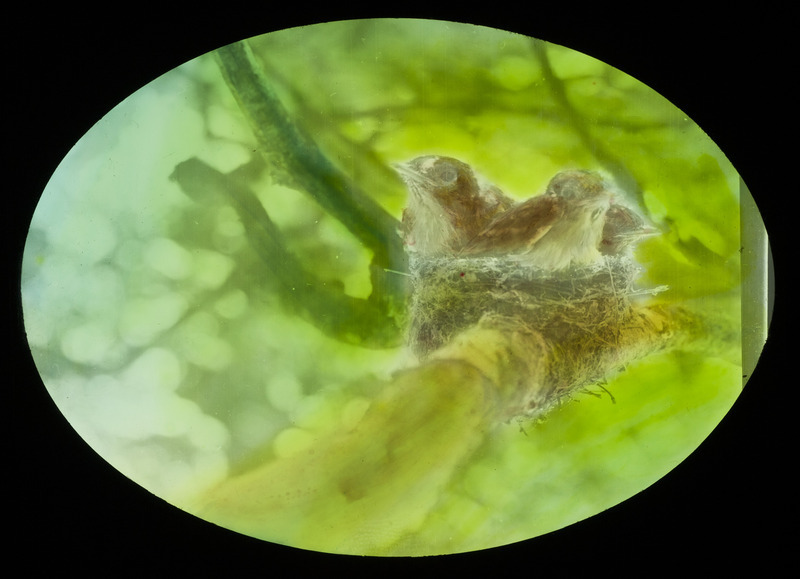 Three young Wood Pewees in a nest on a horizontal limb of an oak tree, located at McGregor, August 13, 1928. Slide originally titled "Young Wood Pewees." The lantern slide is hand-colored. Rosene provides details on photograph.