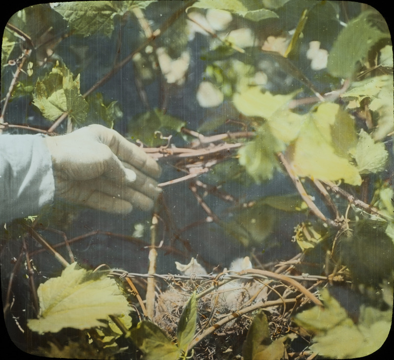 Two young Wood Pewees in a nest built amid leaves and vines. Slide originally titled "Young Wood Pewees." The lantern slide is hand-colored.