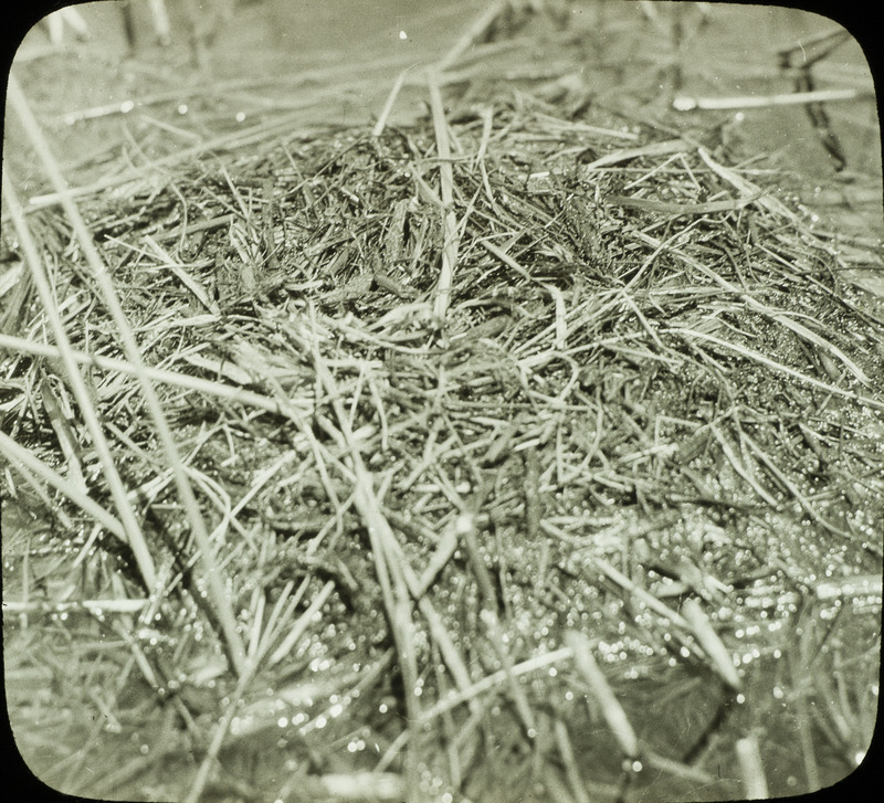 A covered Pied-billed Grebe nest located in Cherry County, Nebraska, May 30, 1930. Slide originally titled "Pied Billed Grebe Nest." Rosene provides details on slide.