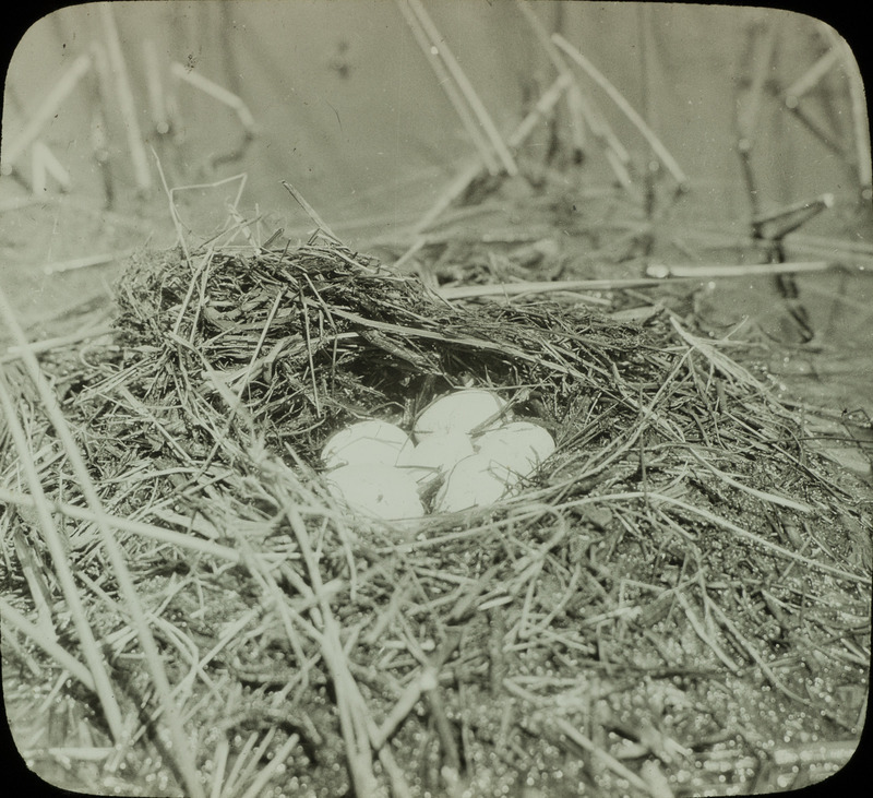 An uncovered Pied-billed Grebe nest containing six eggs, located in Cherry County Nebraska, May 30, 1930. Slide originally titled "Pied Billed Grebe Eggs." Rosene provides details on slide.