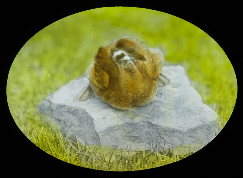 A young Pied-billed Grebe sitting on a rock. Slide originally titled "Young Pied Billed Grebe." The lantern slide is hand-colored.