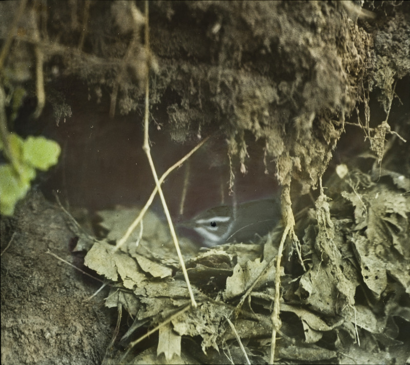 A Louisiana Water Thrush sitting on a nest in a bank directly over Battin Spring, May 25, 1932. Slide originally titled "Water Throat on Nest." The lantern slide is hand-colored. Rosene provides details on photograph.