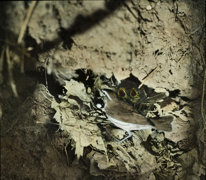 A Louisiana Water Thrush sitting by a nest that contains two young, June 1, 1932. Slide originally titled "Water Throat with Young." The lantern slide is hand-colored. Rosene provides details on photograph.