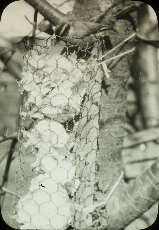 A Red-breasted Nuthatch eating suet from a bird feeder, November 11, 1923. Slide originally titled "Red Breasted Nuthatch at Feeder." Rosene provides details on photograph.