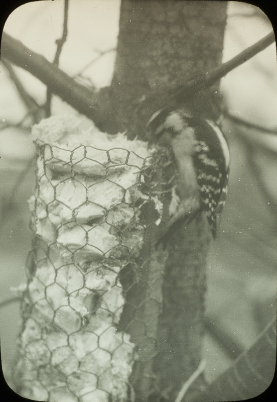 A male Downy Woodpecker eating suet from a bird feeder, November 25, 1923. Slide originally titled "Downy Woodpecker at Feeder." Rosene provides details on photograph.