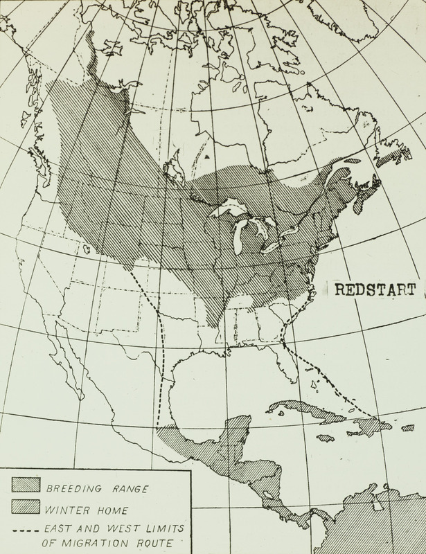 A Redstart range map depicting the breeding range, the winter home, and the east and west limits of the migration route. Slide originally titled "Redstart Distribution."