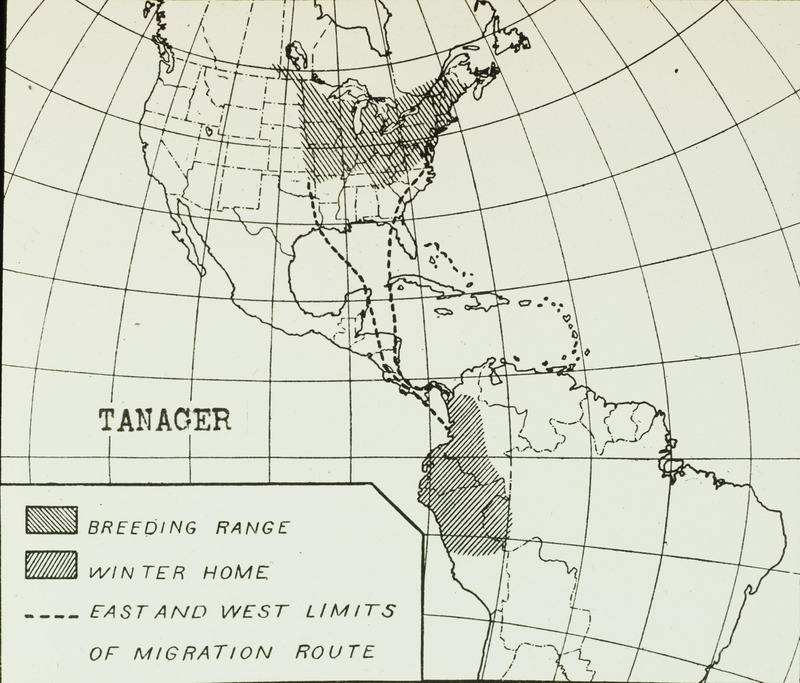 A Tanager range map depicting the breeding range, the winter home, and the east and west limits of the migration route. Slide originally titled "Tanager Distribution."