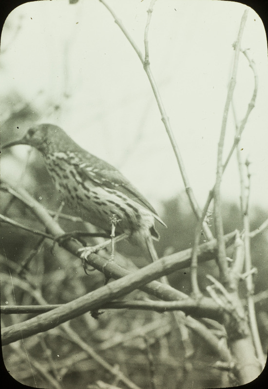 A Brown Thrasher perching on a bare branch. Slide originally titled "Brown Thrasher."