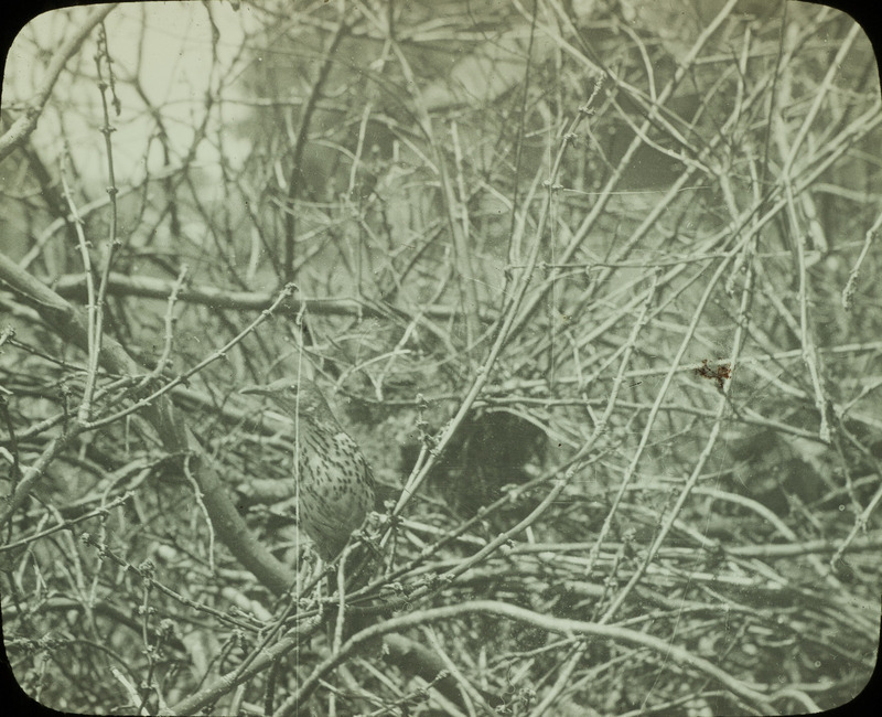 A Brown Thrasher perching on a branch near a nest, May 31, 1923. Slide originally titled "Brown Thrasher at Nest." Rosene provides details on photograph.