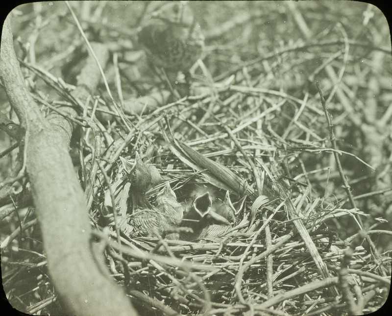 Four young Brown Thrashers sitting in a nest, May 31, 1923. Slide originally titled "Four Young Brown Thrashers." Rosene provides details on photograph.