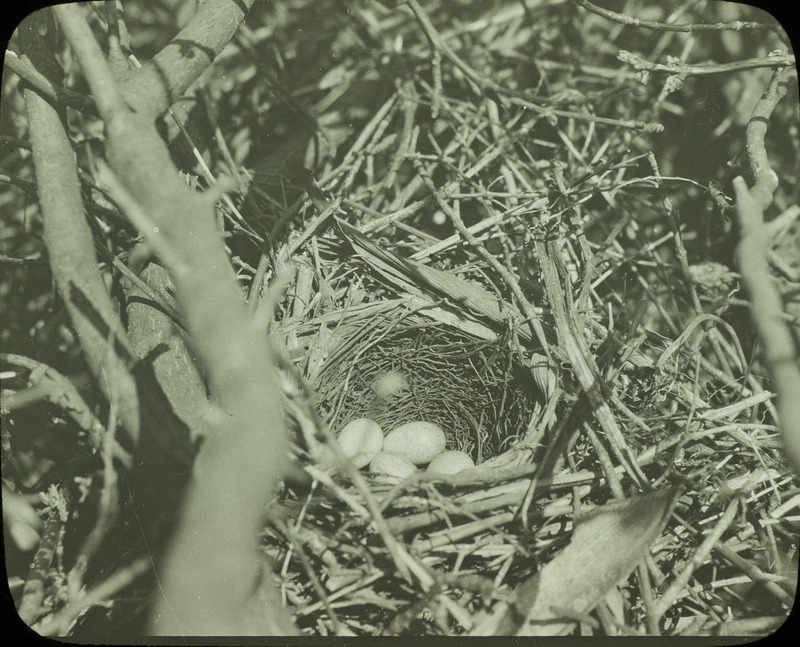 A Brown Thrasher nest containing four eggs, located in a large brush pile, May 20, 1923. Slide originally titled "Brown Thrasher Nest." Rosene provides details on photograph.